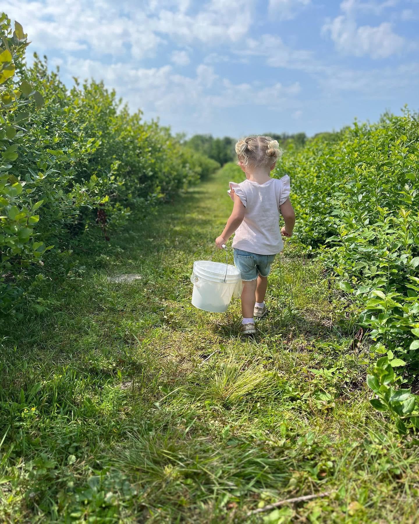 Child walking along a grassy path in a berry field, holding a white bucket, with lush green bushes on either side and a clear blue sky above.