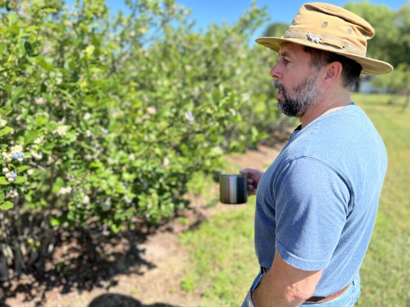 Man in a blue shirt and a wide-brimmed hat stands near a blueberry bush, holding a coffee cup and enjoying the sunny day outdoors.
