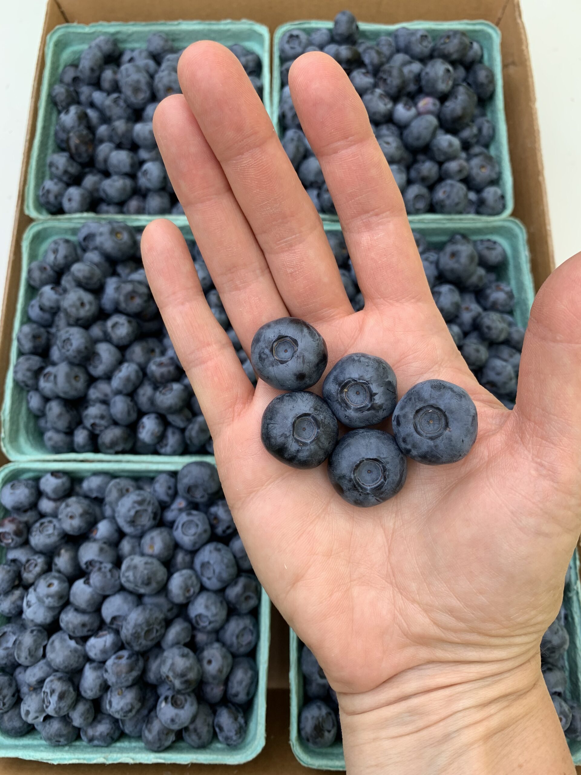 Hand holding five fresh blueberries above a box filled with more blueberries, showcasing their vibrant color and size. Ideal for highlighting seasonal fruit and healthy eating.