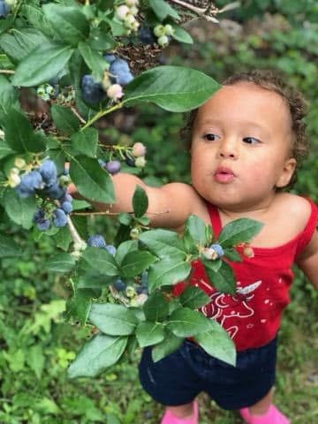 Toddler reaching for ripe blueberries on a bush, surrounded by green leaves, in a natural outdoor setting.