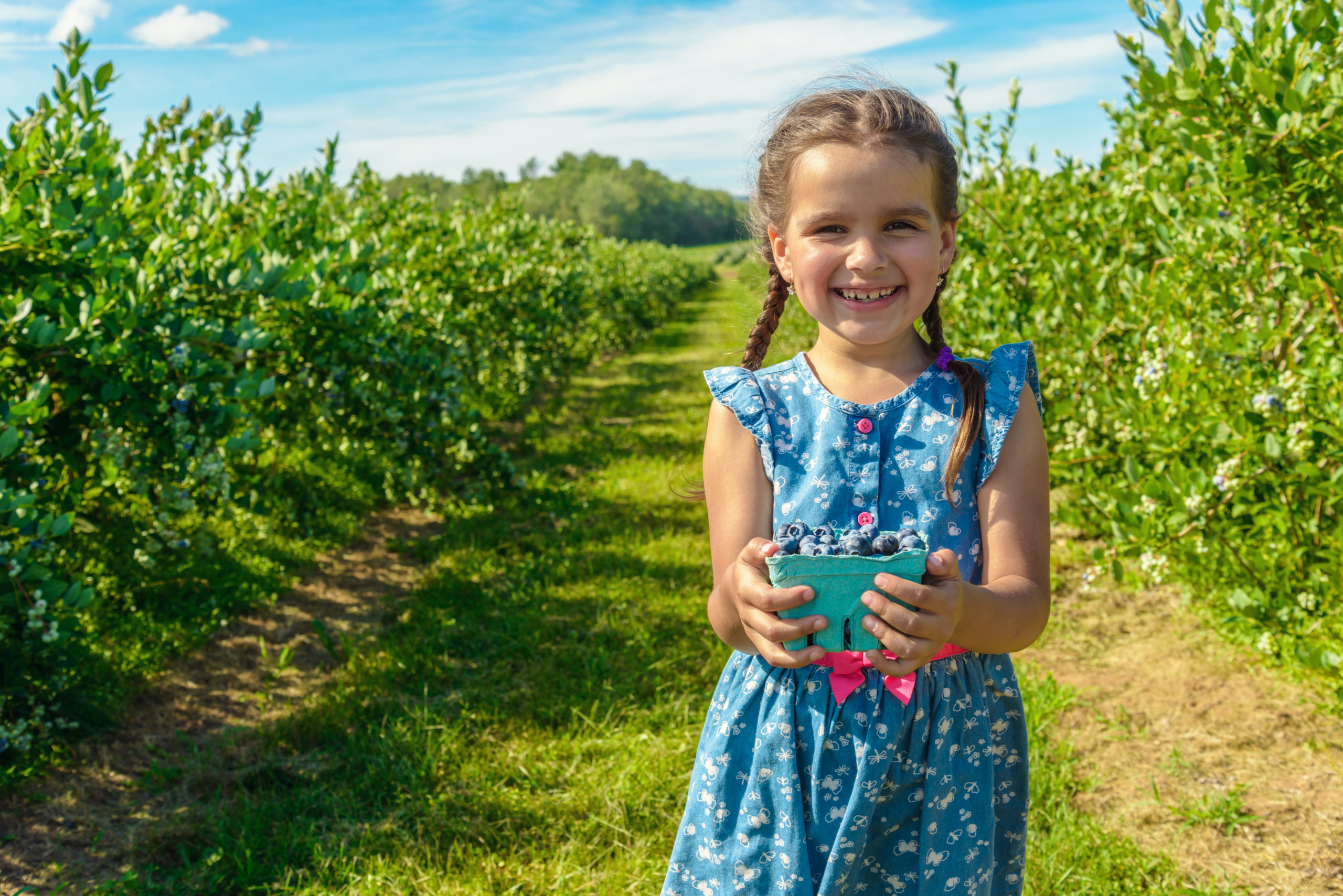 Smiling girl holding a basket of freshly picked blueberries in a sunny blueberry farm, surrounded by lush green bushes under a clear blue sky.